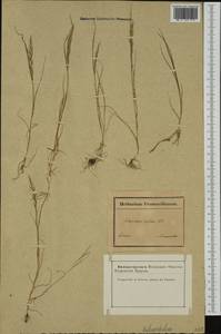 Catapodium rigidum (L.) C.E.Hubb., Western Europe (EUR) (France)