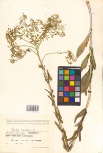 Isatis tinctoria L., Eastern Europe, Lower Volga region (E9) (Russia)
