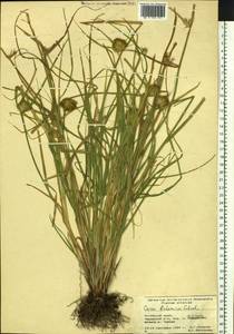 Carex bohemica Schreb., Siberia, Altai & Sayany Mountains (S2) (Russia)