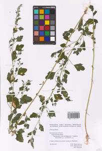 Chenopodium, Eastern Europe, Central forest-and-steppe region (E6) (Russia)