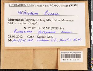 Ditrichum lineare (Sw.) Lindb., Bryophytes, Bryophytes - Karelia, Leningrad & Murmansk Oblasts (B4) (Russia)