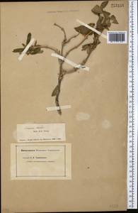 Lonicera hispida Pall. ex Roem. & Schult., Middle Asia, Dzungarian Alatau & Tarbagatai (M5) (Kazakhstan)