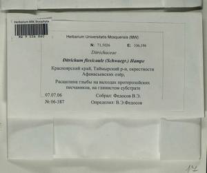 Flexitrichum flexicaule (Schwägr.) Ignatov & Fedosov, Bryophytes, Bryophytes - Krasnoyarsk Krai, Tyva & Khakassia (B17) (Russia)