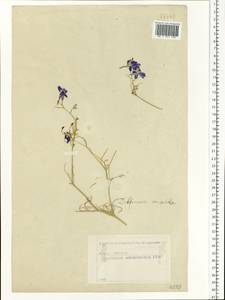 Delphinium consolida subsp. consolida, Eastern Europe, Moscow region (E4a) (Russia)