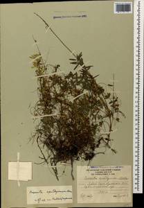 Cuscuta epithymum (L.) L., Caucasus, South Ossetia (K4b) (South Ossetia)
