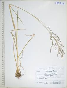 KHA5317, Glyceria lithuanica (Gorski) Gorski, Siberia, Russian Far East (S6) (Russia)