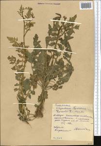 Sisymbrium loeselii L., Middle Asia, Western Tian Shan & Karatau (M3) (Kyrgyzstan)