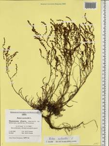 Rumex acetosella L., Eastern Europe, Northern region (E1) (Russia)