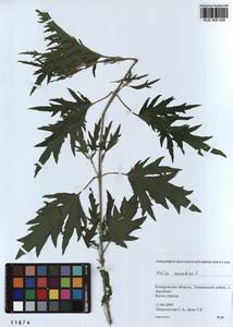 Urtica cannabina L., Siberia, Altai & Sayany Mountains (S2) (Russia)