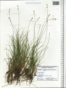 Carex loliacea L., Siberia, Central Siberia (S3) (Russia)