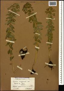 Euphorbia condylocarpa M.Bieb., Caucasus, Armenia (K5) (Armenia)