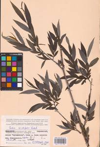 Salix acutifolia Willd., Eastern Europe, Northern region (E1) (Russia)
