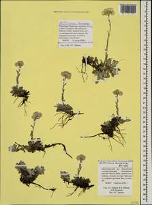 Antennaria caucasica Boriss., Caucasus, Stavropol Krai, Karachay-Cherkessia & Kabardino-Balkaria (K1b) (Russia)
