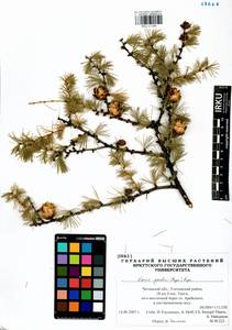 Larix gmelinii (Rupr.) Kuzen., Siberia, Baikal & Transbaikal region (S4) (Russia)