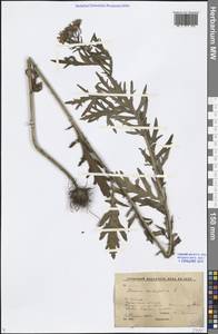 Jacobaea erucifolia subsp. erucifolia, Siberia, Baikal & Transbaikal region (S4) (Russia)