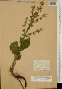 Salvia sclarea L., Caucasus, Dagestan (K2) (Russia)