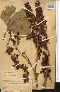 Rheum cordatum Losinsk., Middle Asia, Western Tian Shan & Karatau (M3) (Kazakhstan)