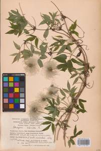 Clematis sibirica (L.) Mill., Eastern Europe, Eastern region (E10) (Russia)