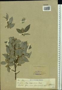 Elaeagnus commutata Bernh. ex Rydb., Eastern Europe, Eastern region (E10) (Russia)