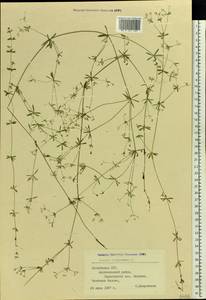 Galium uliginosum L., Eastern Europe, Latvia (E2b) (Latvia)