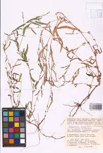 Persicaria minor (Huds.) Opiz, Middle Asia, Caspian Ustyurt & Northern Aralia (M8) (Kazakhstan)