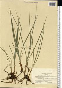 Carex hartmanii Cajander, Eastern Europe, Central region (E4) (Russia)