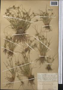 Cyperus pannonicus Jacq., Middle Asia, Muyunkumy, Balkhash & Betpak-Dala (M9) (Kazakhstan)