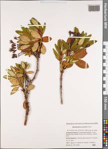 Rhododendron aureum Georgi, Siberia, Russian Far East (S6) (Russia)