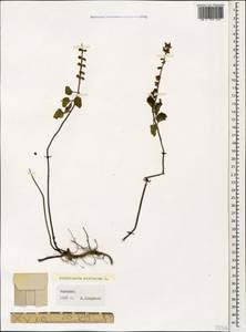 Scutellaria altissima L., Caucasus, Georgia (K4) (Georgia)