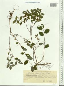 Spiraea betulifolia var. aemiliana (C. K. Schneid.) Koidz., Siberia, Russian Far East (S6) (Russia)