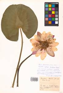 Nymphaea ×marliacea Lat.-Marl., Eastern Europe, Moscow region (E4a) (Russia)