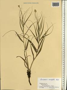 Gelasia ensifolia (M. Bieb.) Zaika, Sukhor. & N. Kilian, Eastern Europe, Eastern region (E10) (Russia)