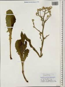 Crepis pannonica (Jacq.) C. Koch, Caucasus, Black Sea Shore (from Novorossiysk to Adler) (K3) (Russia)