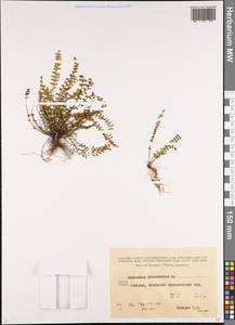Asplenium trichomanes L., Caucasus, Georgia (K4) (Georgia)