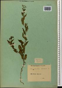 Convolvulus arvensis L., Caucasus, Armenia (K5) (Armenia)