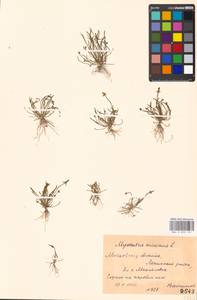 Myosurus minimus L., Eastern Europe, Moscow region (E4a) (Russia)