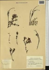 Kalmia procumbens (L.) Gift, Kron & P. F. Stevens, Siberia, Chukotka & Kamchatka (S7) (Russia)