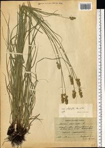 Carex polyphylla Kar. & Kir., Eastern Europe, Central forest-and-steppe region (E6) (Russia)