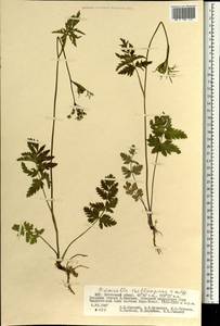 Pimpinella thellungiana H. Wolff, Mongolia (MONG) (Mongolia)