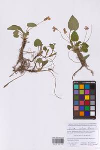 Viola collina Besser, Eastern Europe, Moscow region (E4a) (Russia)