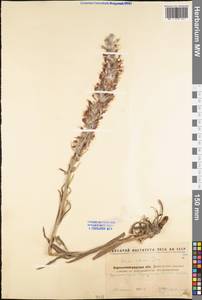 Pontechium maculatum (L.) Böhle & Hilger, Eastern Europe, North Ukrainian region (E11) (Ukraine)