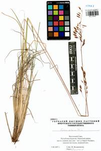 Festuca altaica Trin., Siberia, Baikal & Transbaikal region (S4) (Russia)