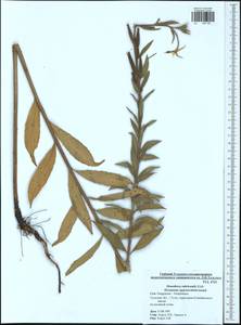 Oenothera ×rubricaulis Kleb., Eastern Europe, Central region (E4) (Russia)
