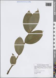 Veratrum oxysepalum Turcz., Siberia, Russian Far East (S6) (Russia)