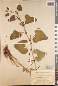 Aristolochia clematitis L., Eastern Europe, Central forest-and-steppe region (E6) (Russia)