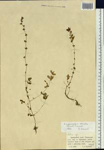 Kummerowia striata (Thunb.) Schindl., Siberia, Russian Far East (S6) (Russia)