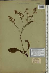 Limonium scoparium (Pall. ex Willd.) Stankov, Eastern Europe, Rostov Oblast (E12a) (Russia)