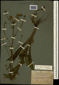 Picris hieracioides subsp. hieracioides, Crimea (KRYM) (Russia)
