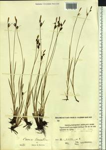 Carex tomentosa L., Siberia, Yakutia (S5) (Russia)