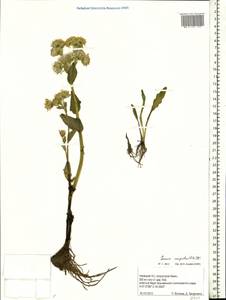 Tephroseris palustris (L.) Fourr., Eastern Europe, Northern region (E1) (Russia)